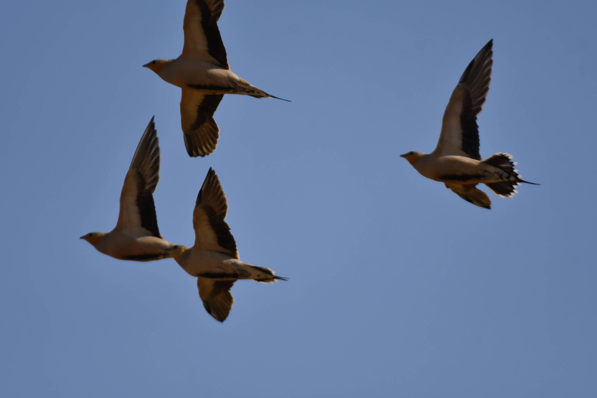 Spotted Sandgrouse (Pterocles senegallus)