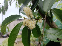 Chinese plum (Prunus zippeliana)