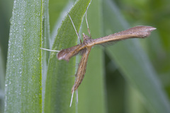 Stenoptilia