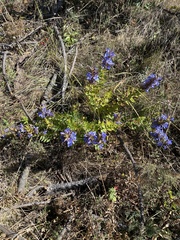 Gentiana spathacea