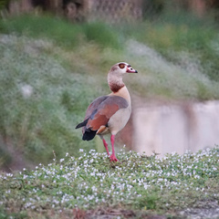 Alopochen aegyptiaca image