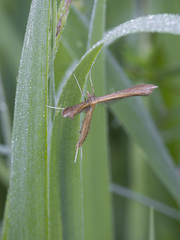Stenoptilia