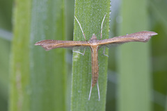 Stenoptilia