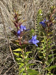 Gentiana spathacea