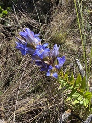 Gentiana spathacea