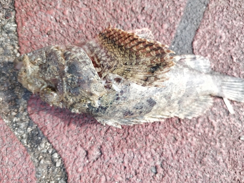 Scorpaenopsis ramaraoi observed 2022-01-22