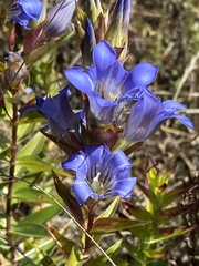 Gentiana spathacea