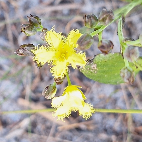 Small Cape Bogbean (Villarsia manningiana)