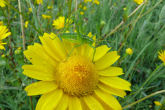 Odontura glabricauda