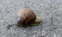 Helix pomatia