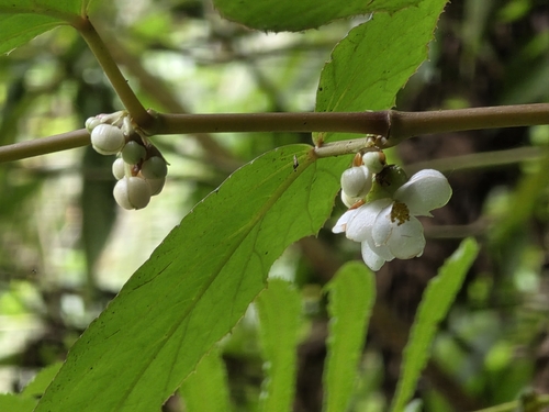 Perpetual Begonia (Begonia longifolia)