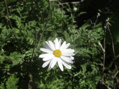 Argyranthemum adauctum