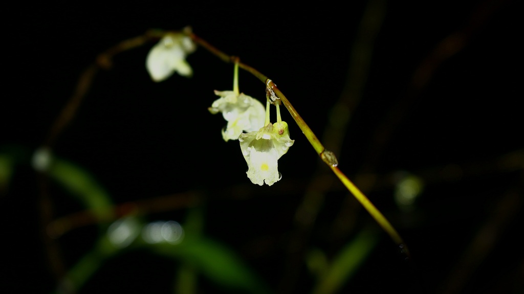 Dendrobium litorale Schltr.