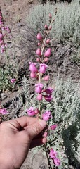 Penstemon floridus