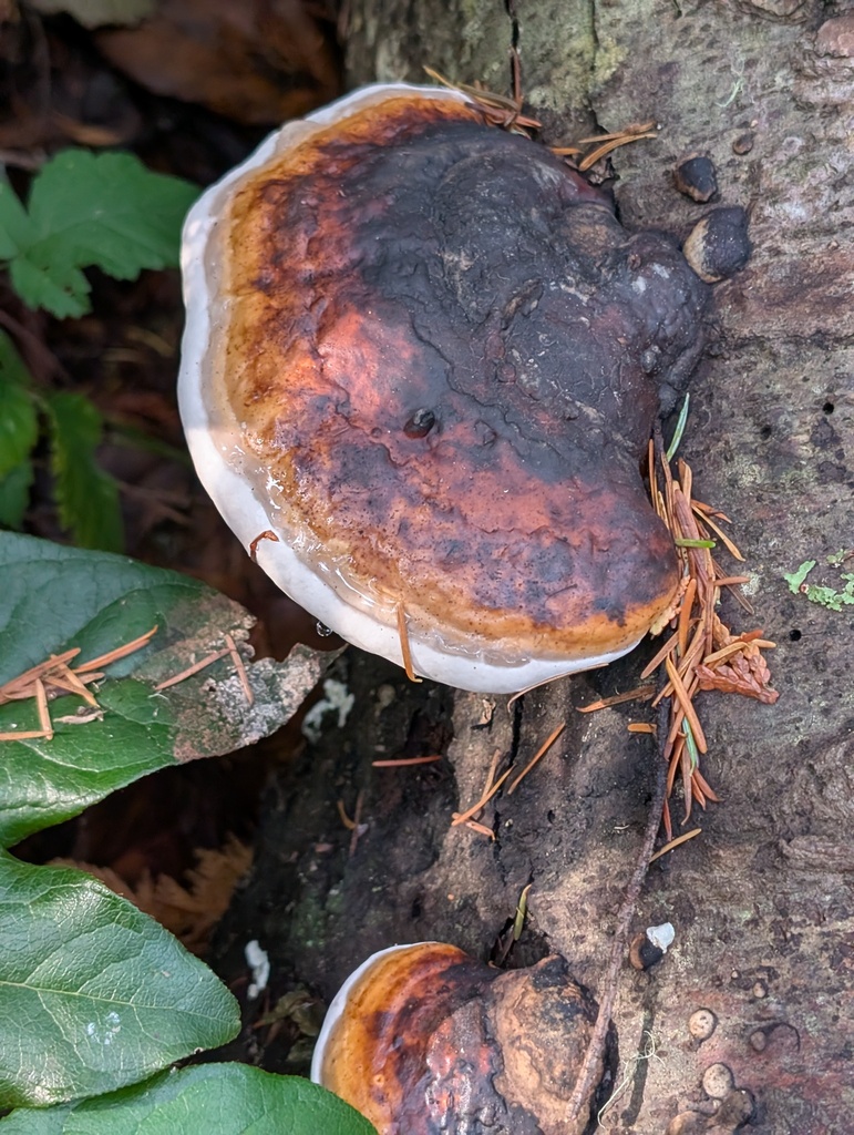 Fomitopsis mounceae · November 2025 · photo: © frondsinhighplaces (iNaturalist, cc-by)