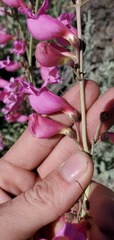 Penstemon floridus