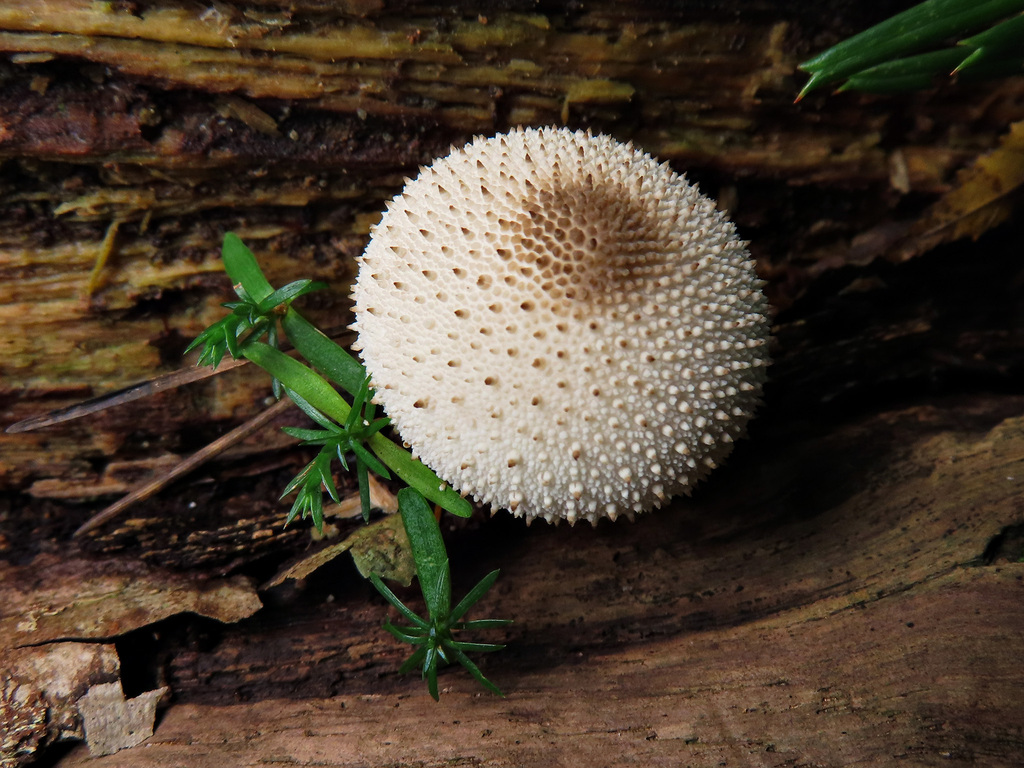 Lycoperdon perlatum · October 2025 · photo: © timur_kalininsky (iNaturalist, cc-by)