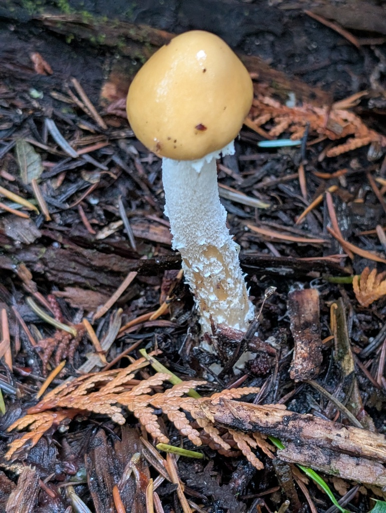 Stropharia ambigua · November 2025 · photo: © frondsinhighplaces (iNaturalist, cc-by)