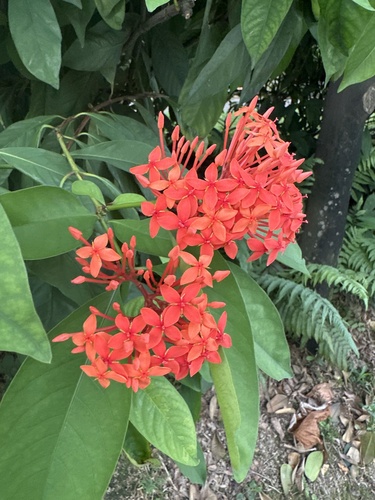 Ixora javanica observed 2025-11-06
