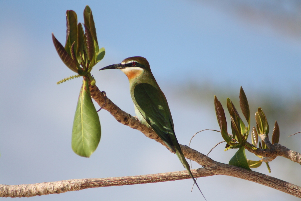 Olive Bee-eater photo