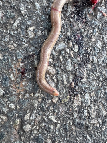 Beaked Blind Snake sighting