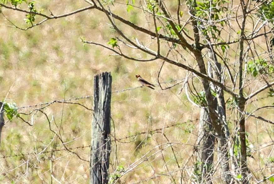 Tawny-headed Swallow (Alopochelidon fucata), photo 9