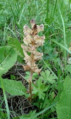 Orobanche pallidiflora