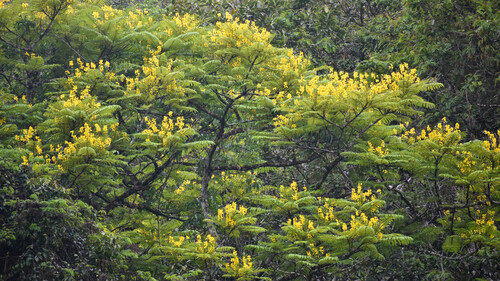 Schizolobium parahyba - Whole tree