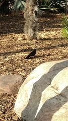 Turdus merula