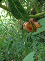 Dendropsophus bogerti