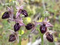 Ophrys sphegodes spruneri