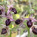 Ophrys sphegodes spruneri - Photo (c) Yves Bas, algunos derechos reservados (CC BY), subido por Yves Bas