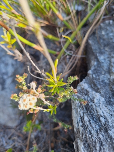 white everlasting (Anaxeton laeve)