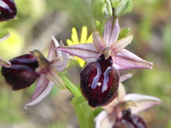 Ophrys sphegodes spruneri