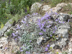 Campanula celsii