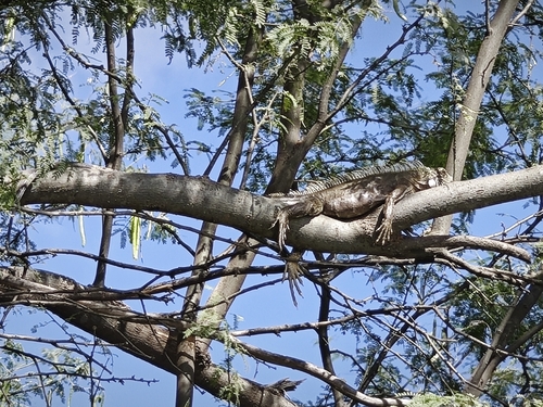 Green Iguana (Green)