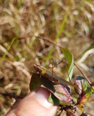 Orchelimum concinnum