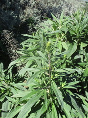 Echium callithyrsum