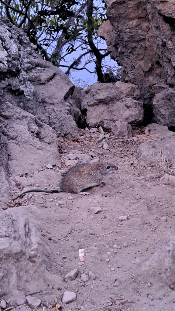 Polynesian rat