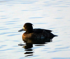 Aythya fuligula
