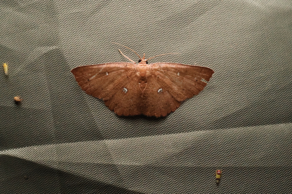 Perixera meniscata