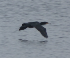 Phalacrocorax carbo