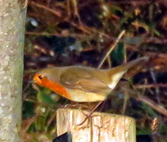 Erithacus rubecula
