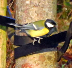 Parus major