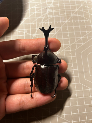 Japanese Rhinoceros Beetle