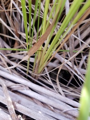 Imperata
