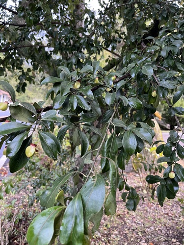 Euonymus carnosus, photograph 5