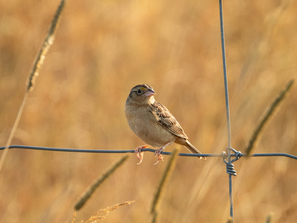 Grasshopper Sparrow
