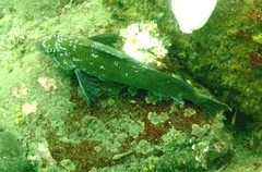 Hexagrammos decagrammus