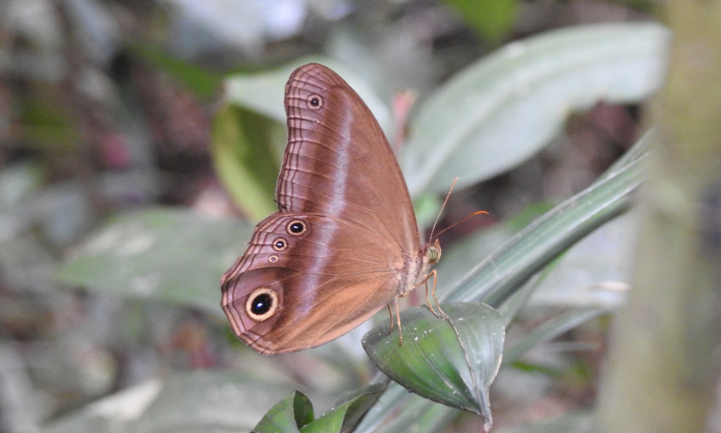 Restricted Catseye (Coelites euptychioides)